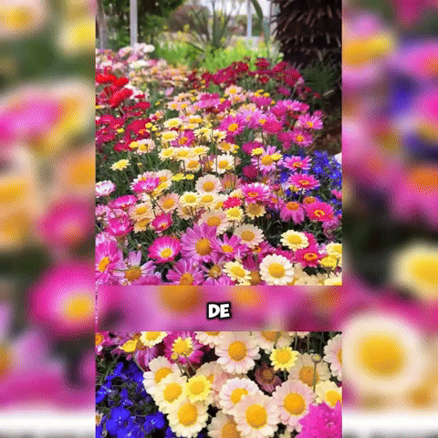 MIX De semillas Florales + Guía De Siembra🌷Dale Vida A Tus Espacios🌷