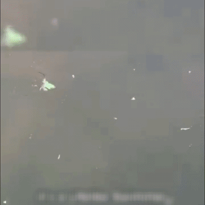 AquaPredator™ PACK DE 5 RANAS🐸 Más ataques. Más emoción. Más capturas.🎁50%OFF🎁